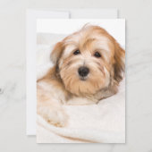 Laten we Pawty 2-Foto Pet Birthday bekijken Kaart (Achterkant)