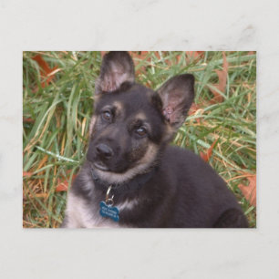 Laten we spelen! Briefkaart Shepherd Puppy