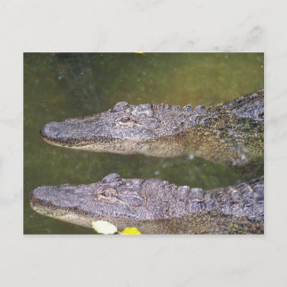 Later Gator Briefkaart