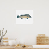 Lateral Striped Pike Cichlid Poster (Keuken)
