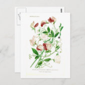 Lathyrus odoratus briefkaart (Voorkant / Achterkant)