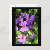 L'aubriète Briefkaart (Voorkant / Achterkant)