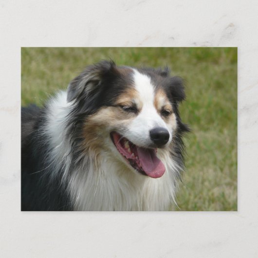 Laughing Aussie Dog Briefkaart (Voorkant)