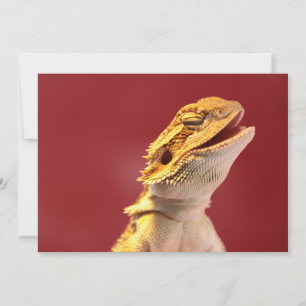 Laughing Bearded Dragon