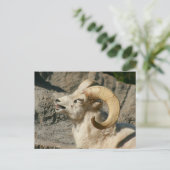 Laughing Bighorn Sheep Briefkaart (Staand voorkant)