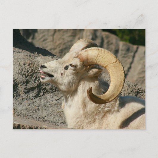 Laughing Bighorn Sheep Briefkaart (Voorkant)