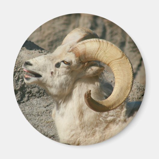 Laughing Bighorn Sheep Magneet (Voorkant)