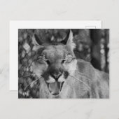 Laughing Cat Briefkaart (Voorkant / Achterkant)