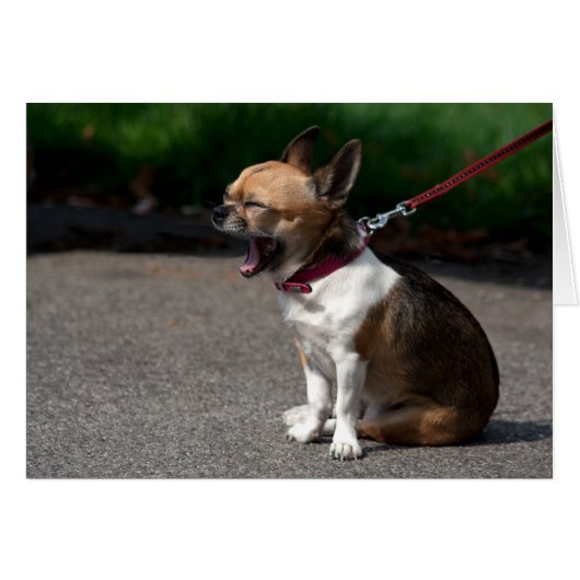 Laughing Chihuahua (Voorkant Horizontaal)