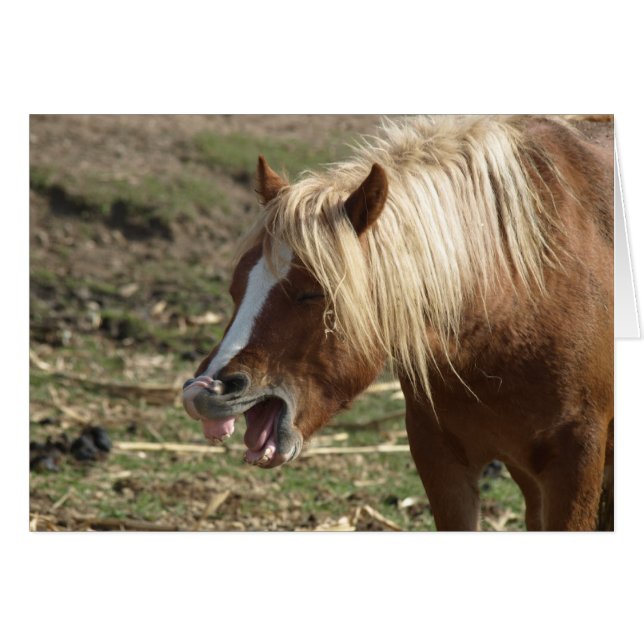 Laughing Horse (Voorkant Horizontaal)