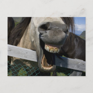 Laughing Horse Briefkaart