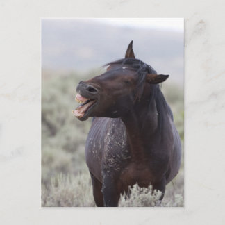 Laughing Horse Briefkaart