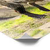 Laughing Hyena Poster (Hoek)