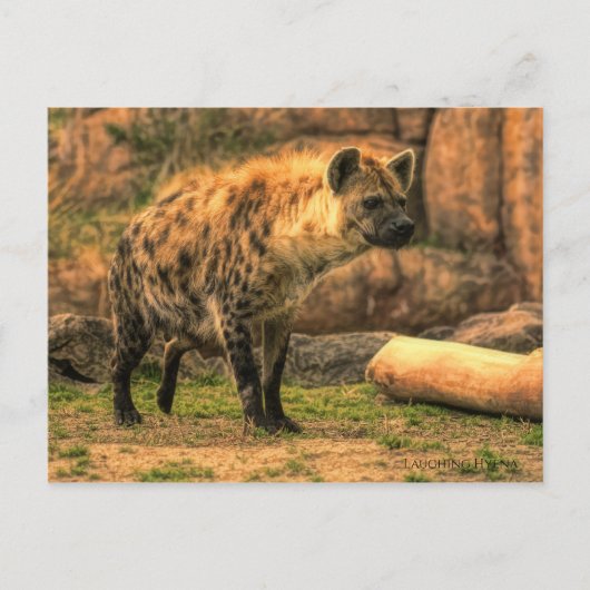Laughing Hyena (Ver. 2.0) : Carte postale (Devant)