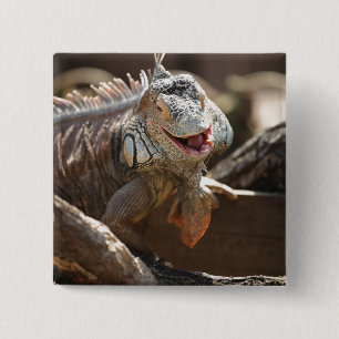Laughing Iguana Photo Vierkante Button 5,1 Cm
