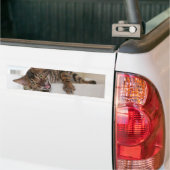 LAUGHING KITTEN BUMPERSTICKER (Op Truck)