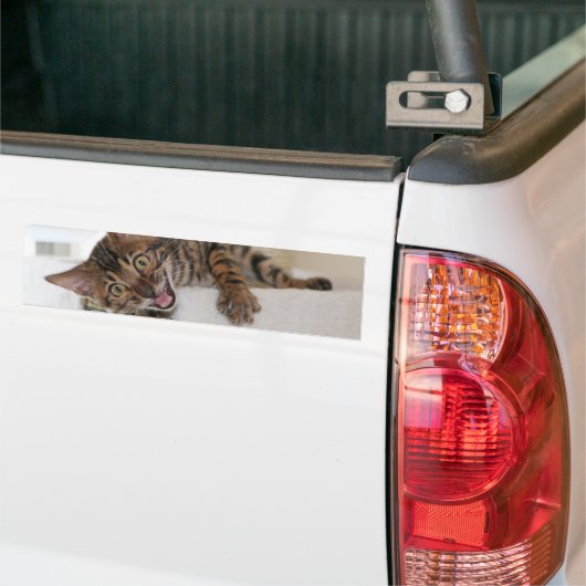 LAUGHING KITTEN BUMPERSTICKER (Op Truck)