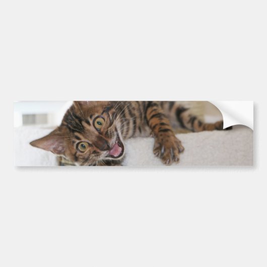 LAUGHING KITTEN BUMPERSTICKER (Voorkant)