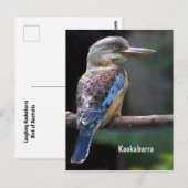 Laughing Kookaburra Bird Briefkaart (Voorkant / Achterkant)
