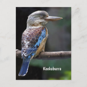 Laughing Kookaburra Bird Briefkaart