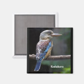 Laughing Kookaburra Bird Magneet (Voorkant / Achterkant)