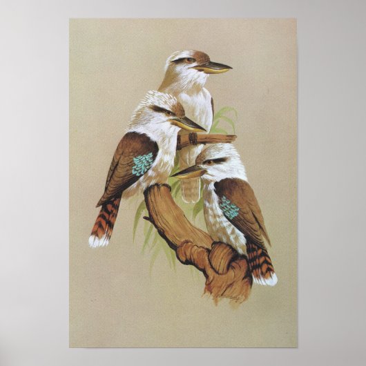 Laughing Kookaburra - Dacelo gigas Poster (Voorkant)