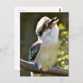 Laughing Kookaburra op branche Briefkaart (Voorkant / Achterkant)