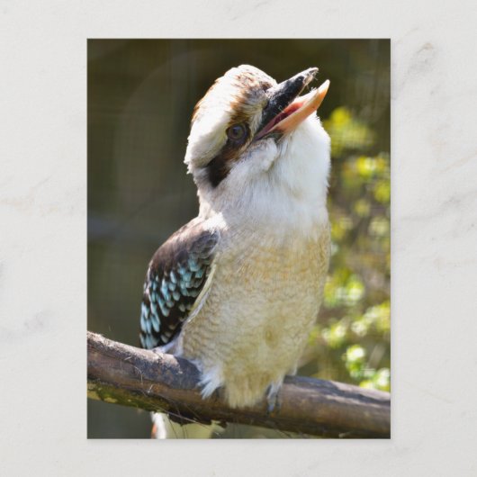 Laughing Kookaburra op branche Briefkaart (Voorkant)