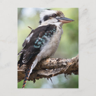 Laughing kookaburra op Fraser Island Australia Briefkaart