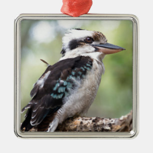 Laughing kookaburra op Fraser Island Australia Metalen Ornament