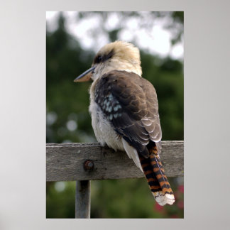 Laughing Kookaburra Poster