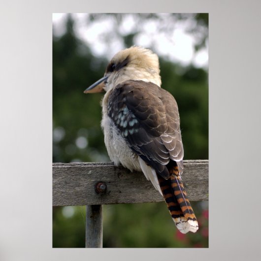 Laughing Kookaburra Poster (Voorkant)