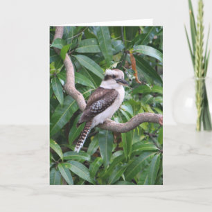 Laughing Kookaburra Wenskaart Kaart