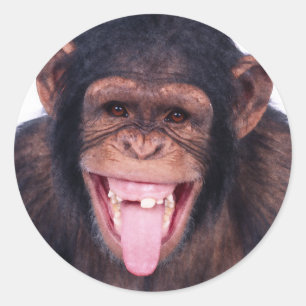 Laughing Monkey Ronde Sticker