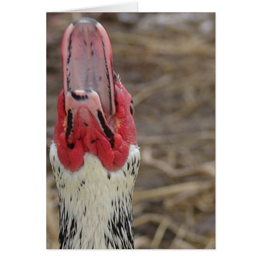 Laughing Muscovy (Voorkant)