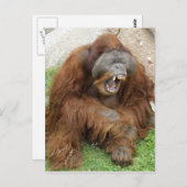 Laughing Orangutan Briefkaart (Voorkant / Achterkant)