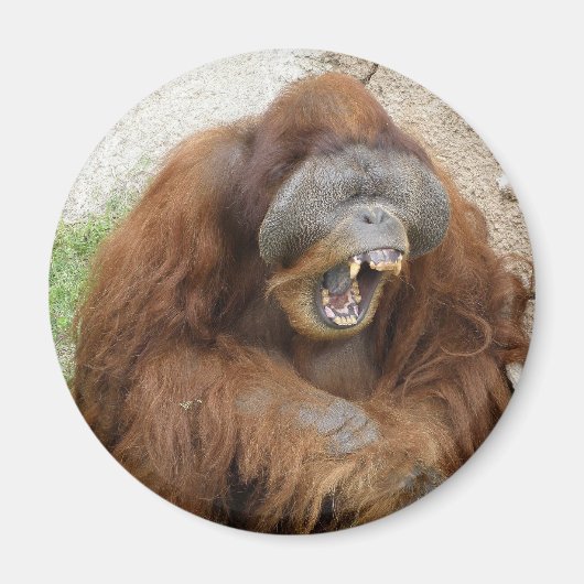 Laughing Orangutan Magneet (Voorkant)