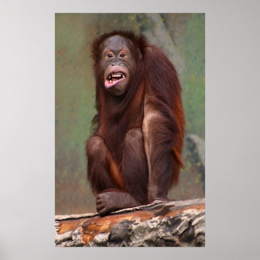 Laughing Orangutan Poster (Voorkant)