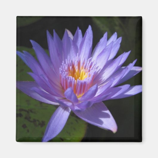 Laura Frase Magneet (Voorkant)