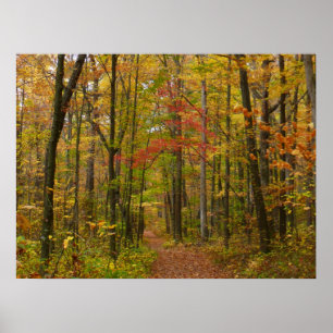 Laurel Hill Trail in de herfst Poster