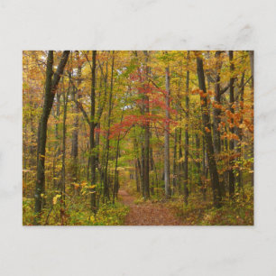 Laurel Hill Trail in Herfst Briefkaart