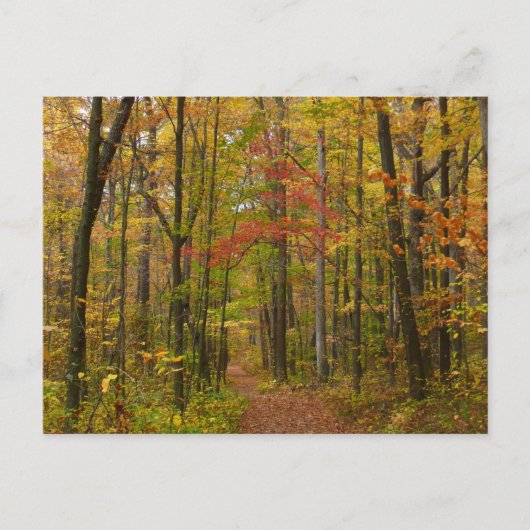 Laurel Hill Trail in Herfst Briefkaart (Voorkant)