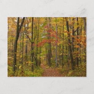 Laurel Hill Trail in Herfst Briefkaart