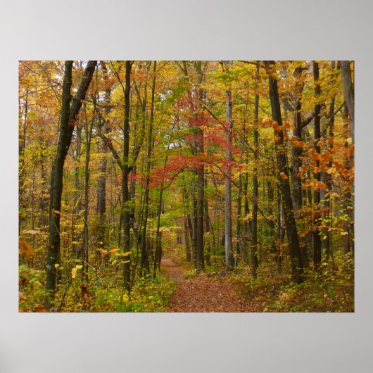 Laurel Hill Trail in Herfst Poster (Voorkant)
