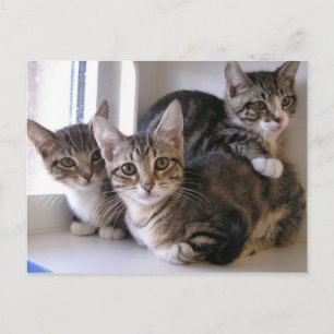 Laurie, Larry en Louie Aankondigingskaart