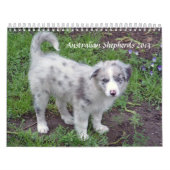 L'Australien Shepherds le calendrier 2013 (Protection)
