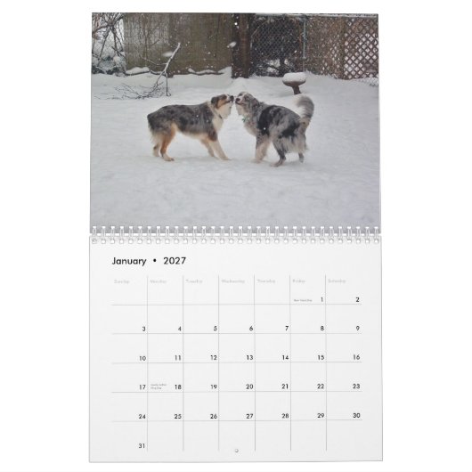 L'Australien Shepherds le calendrier 2013 (Jan 2027)