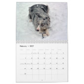 L'Australien Shepherds le calendrier 2013 (Feb 2027)