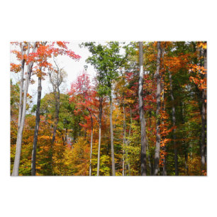 L'automne dans la forêt Photographie d'automne col