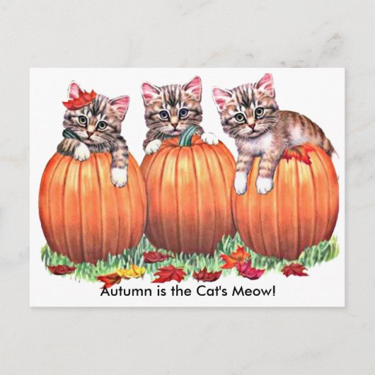 L'automne est la carte postale Meow du chat (Devant)